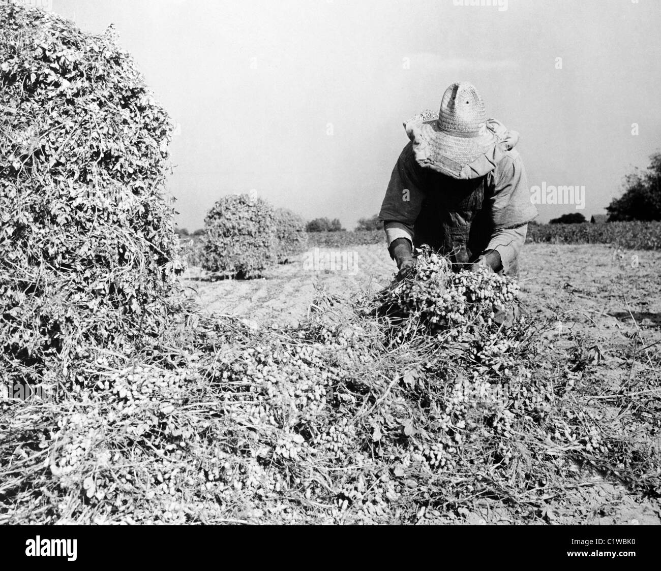 Stati Uniti d'America, Georgia, Washington County, raccogliendo le arachidi Foto Stock