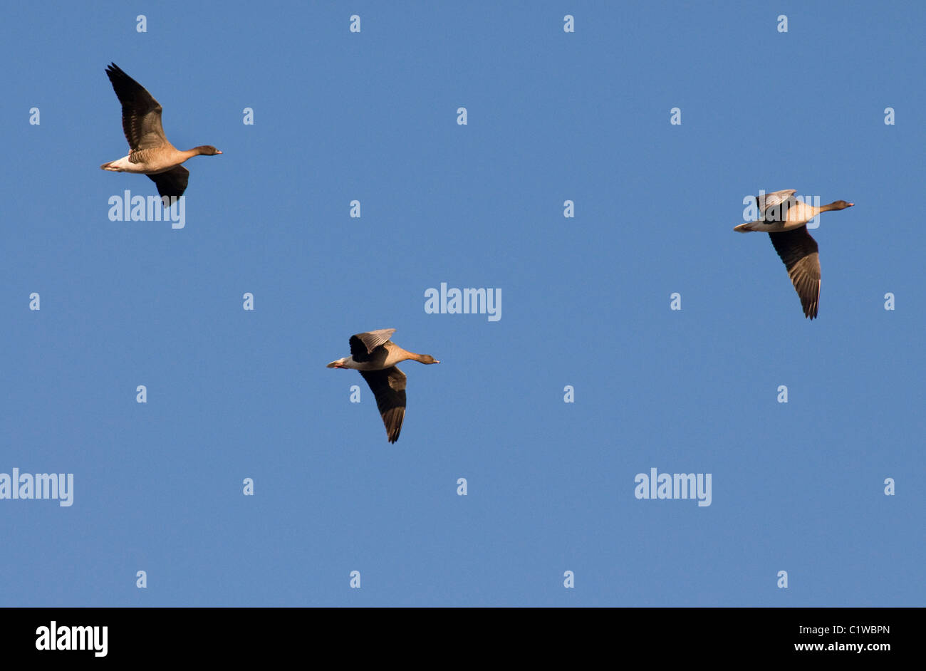 Rosa-footed oche in volo sopra il Solway Firth Scozia Scotland Foto Stock