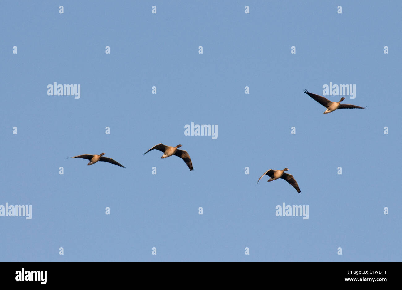 Rosa-footed oche in volo sopra il Solway Firth Scozia Scotland Foto Stock