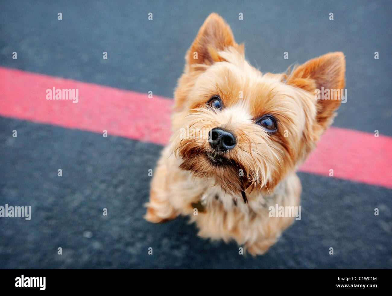 Yorkshire terrier cane sulle zampe posteriori cercando fino alla telecamera. In piedi su asfalto nero con una linea rossa. Foto Stock