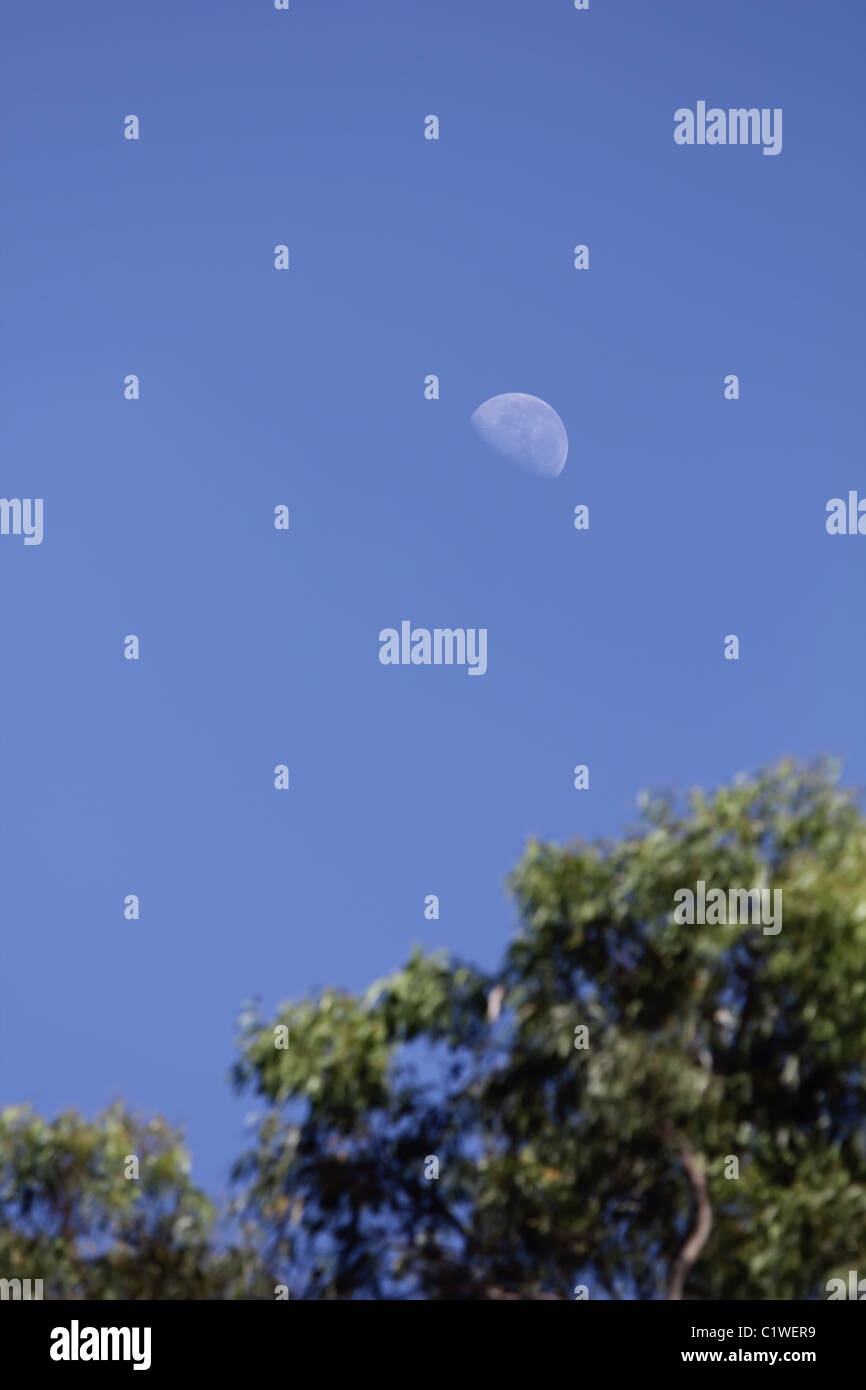 Blue Moon Over Tree Top al mattino Foto Stock