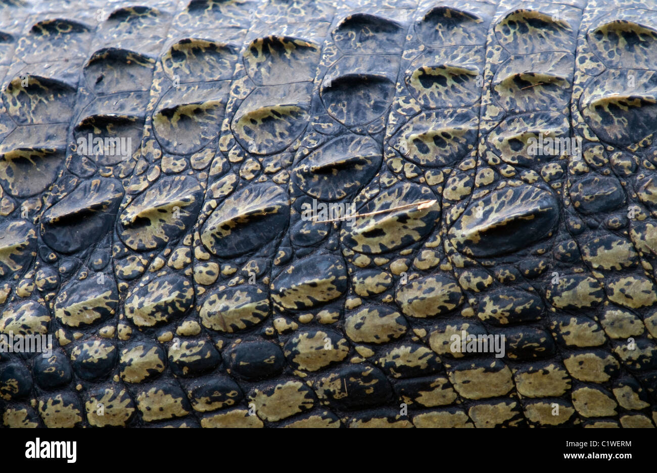 Close up della pelle di coccodrillo del Nilo Crocodylus niloticus fiume Chobe Botswana Foto Stock