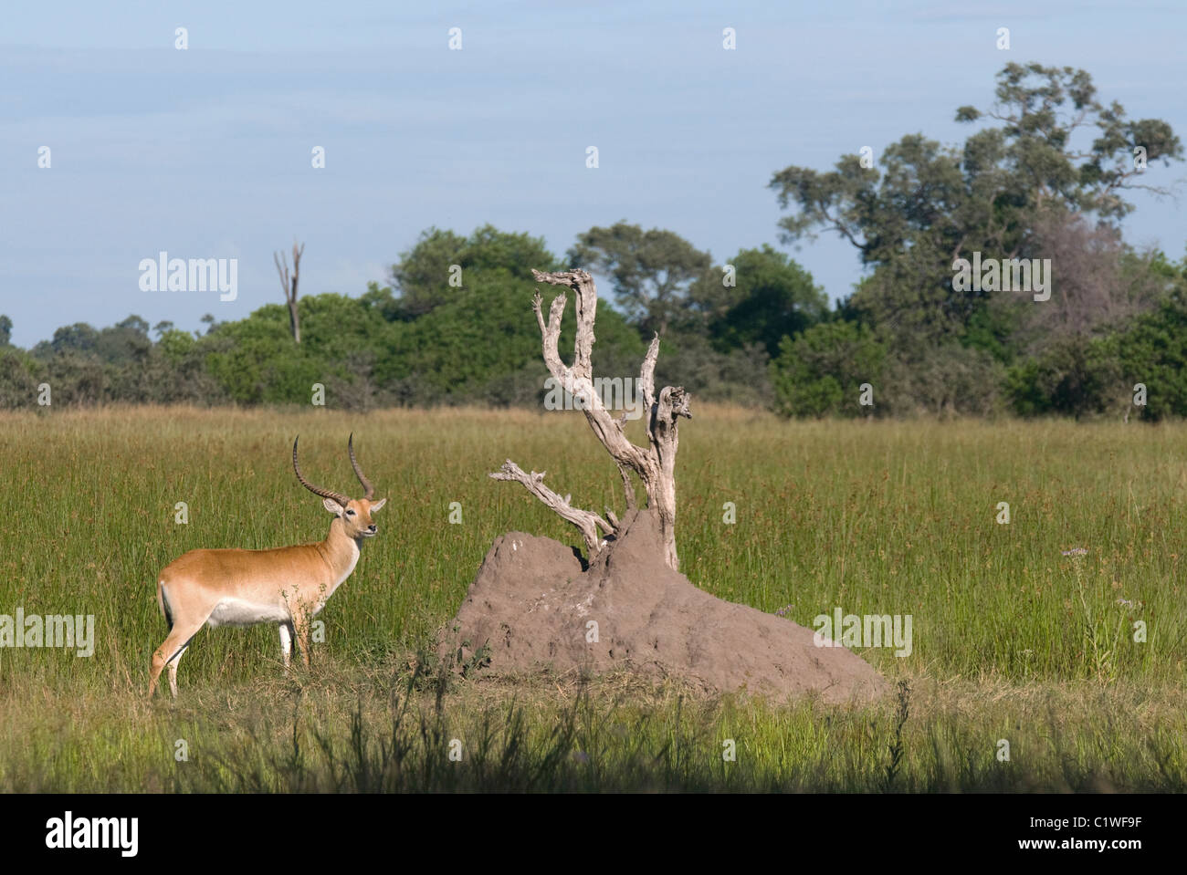 Lechwe rosso,kobus leche,Botswana Foto Stock