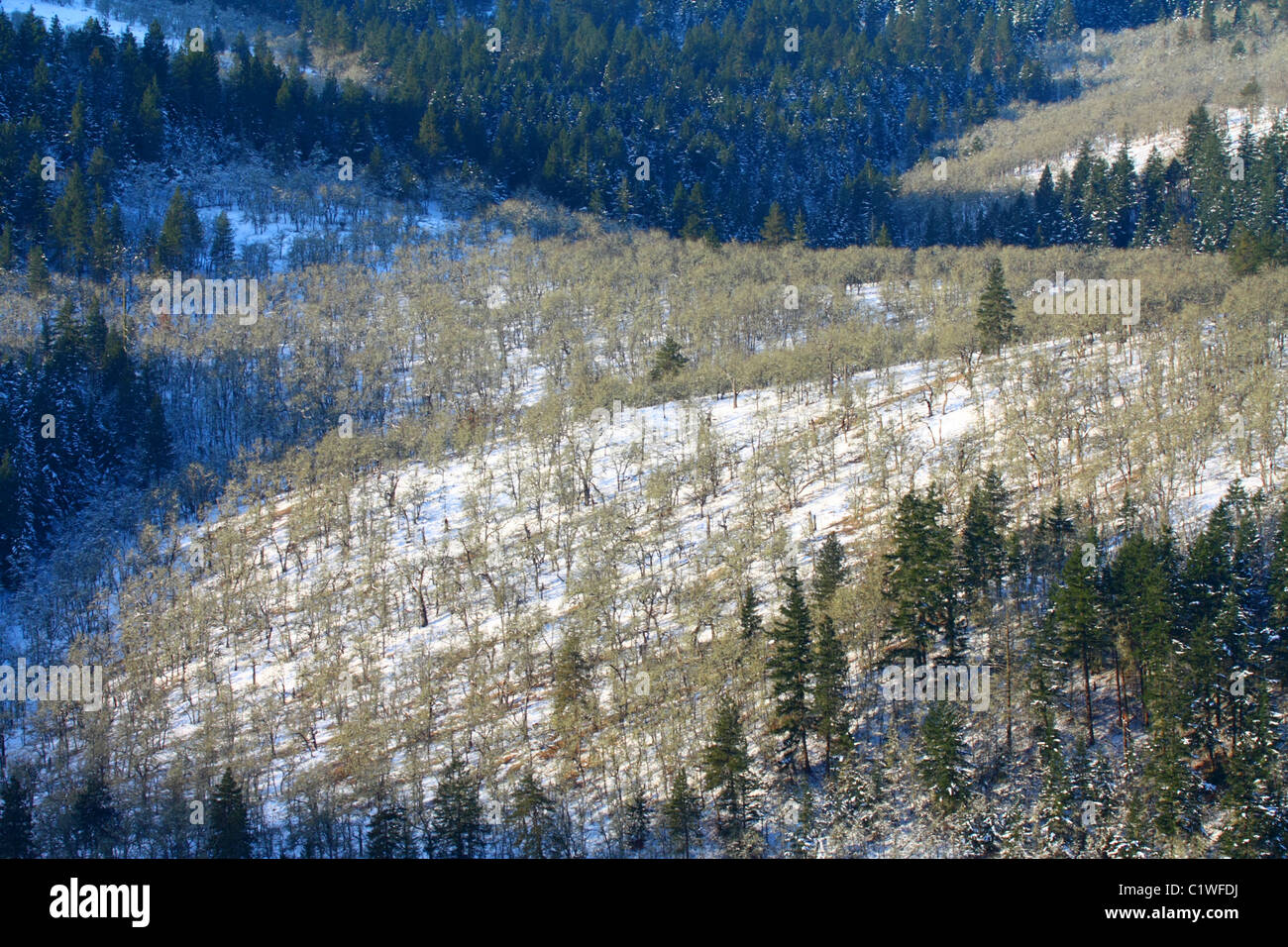 40,600.03107 soleggiata giornata invernale con la neve che ricopre il suolo accenti misti di quercia sfrondato e verde pineta che copre le colline. Foto Stock 40,600.03107 soleggiata giornata invernale con la neve che ricopre il suolo accenti misti di quercia sfrondato e verde pineta che copre le colline. Foto Stock