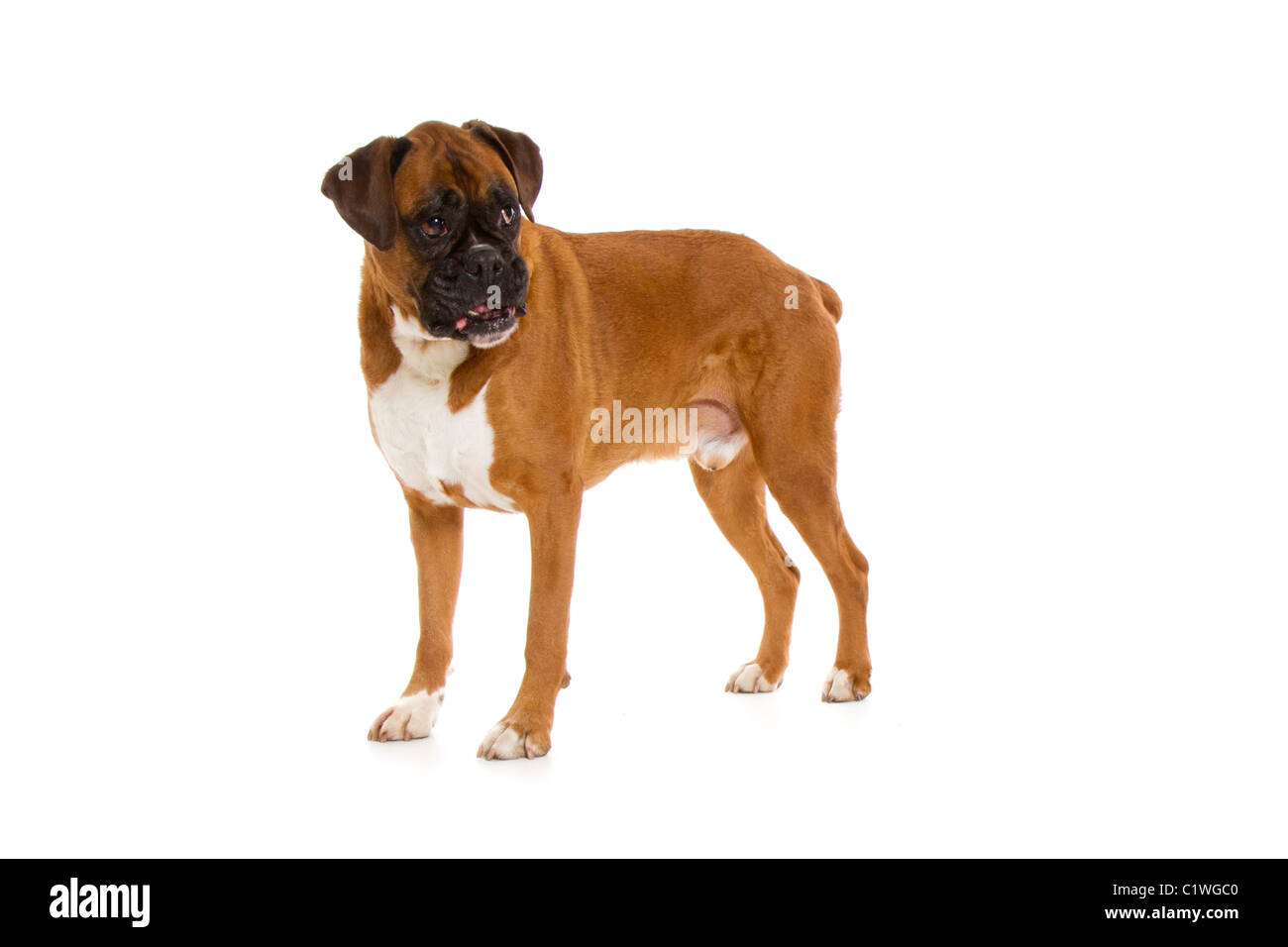 Cane del pugile Foto Stock