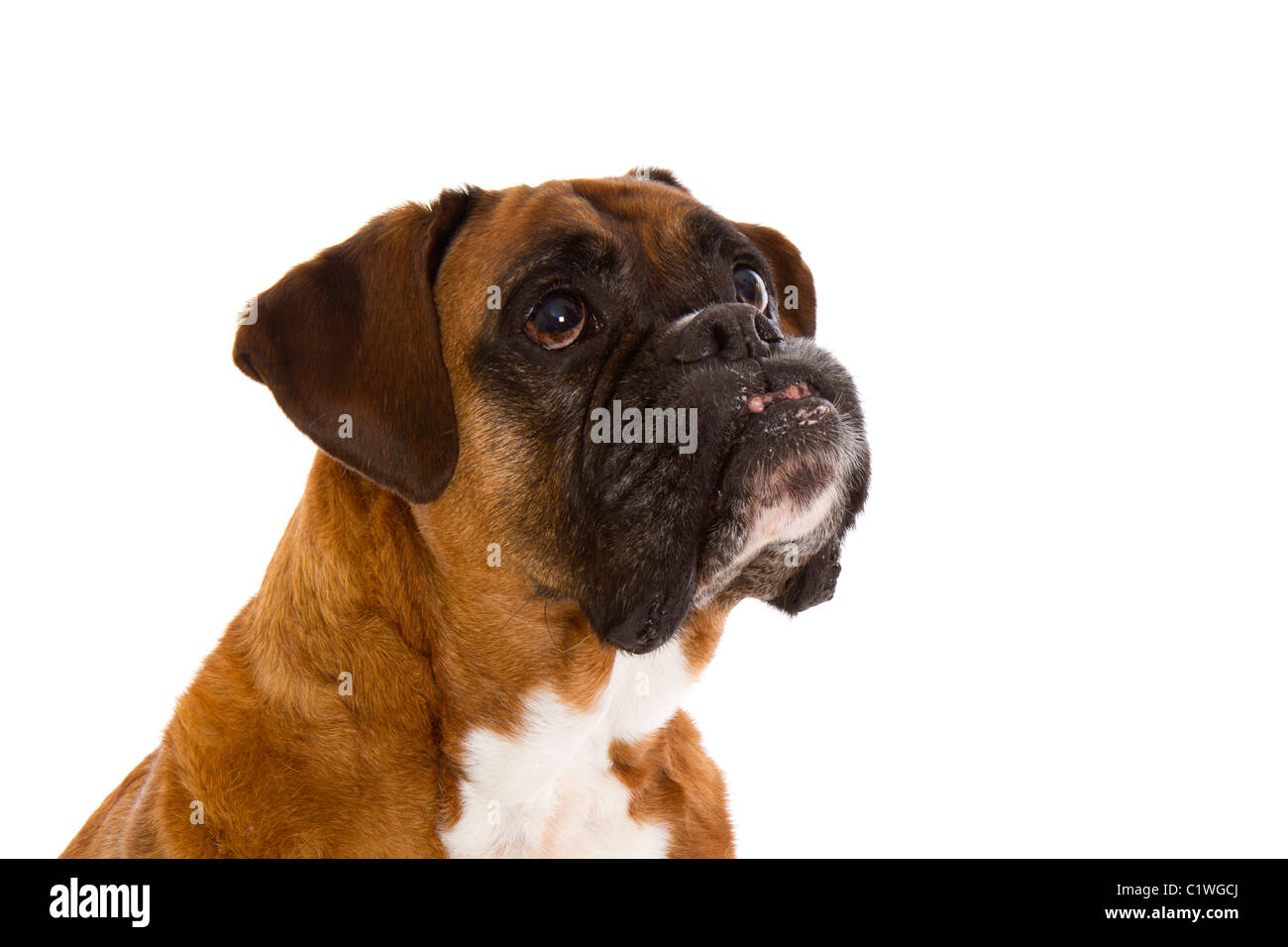Cane del pugile Foto Stock