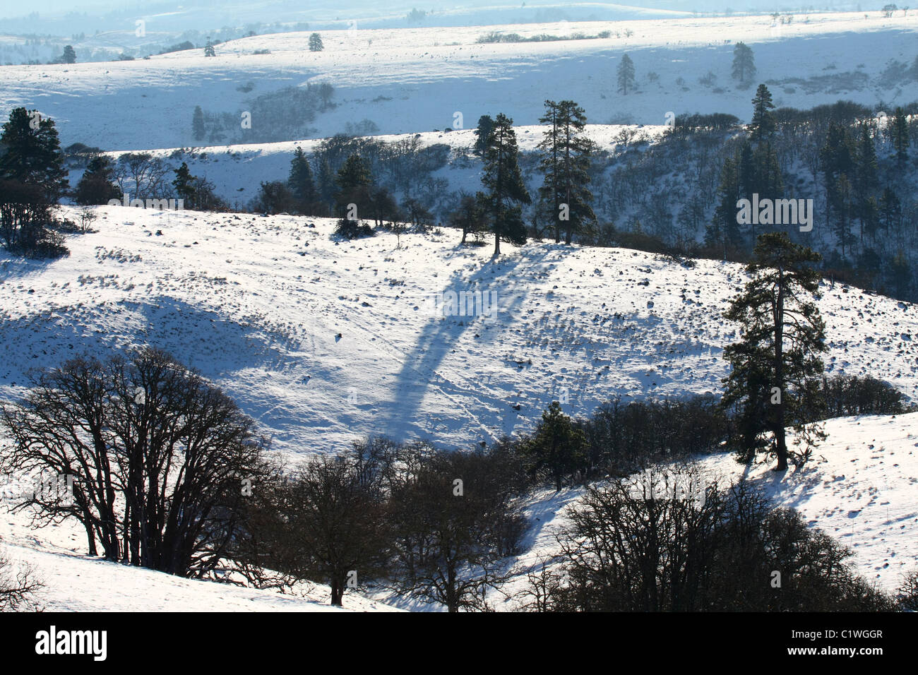 40,600.03126 soleggiata giornata invernale con neve accentuando la miscelati sfrondato e querce verdi pinete sparse per il rotolamento delle colline della prateria. Foto Stock 40,600.03126 soleggiata giornata invernale con neve accentuando la miscelati sfrondato e querce verdi pinete sparse per il rotolamento delle colline della prateria. Foto Stock