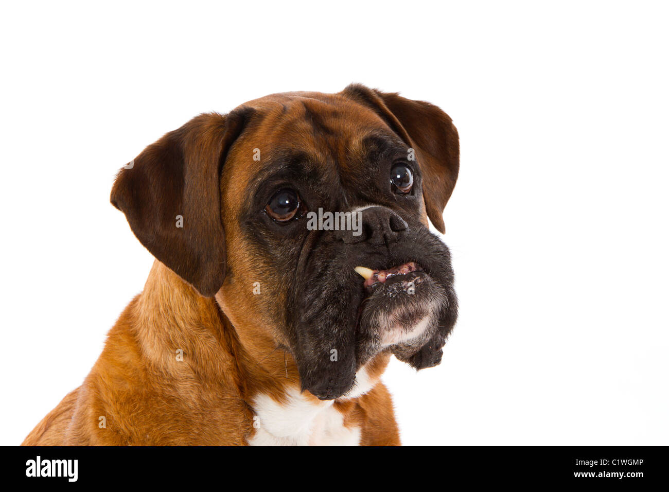 Cane del pugile Foto Stock