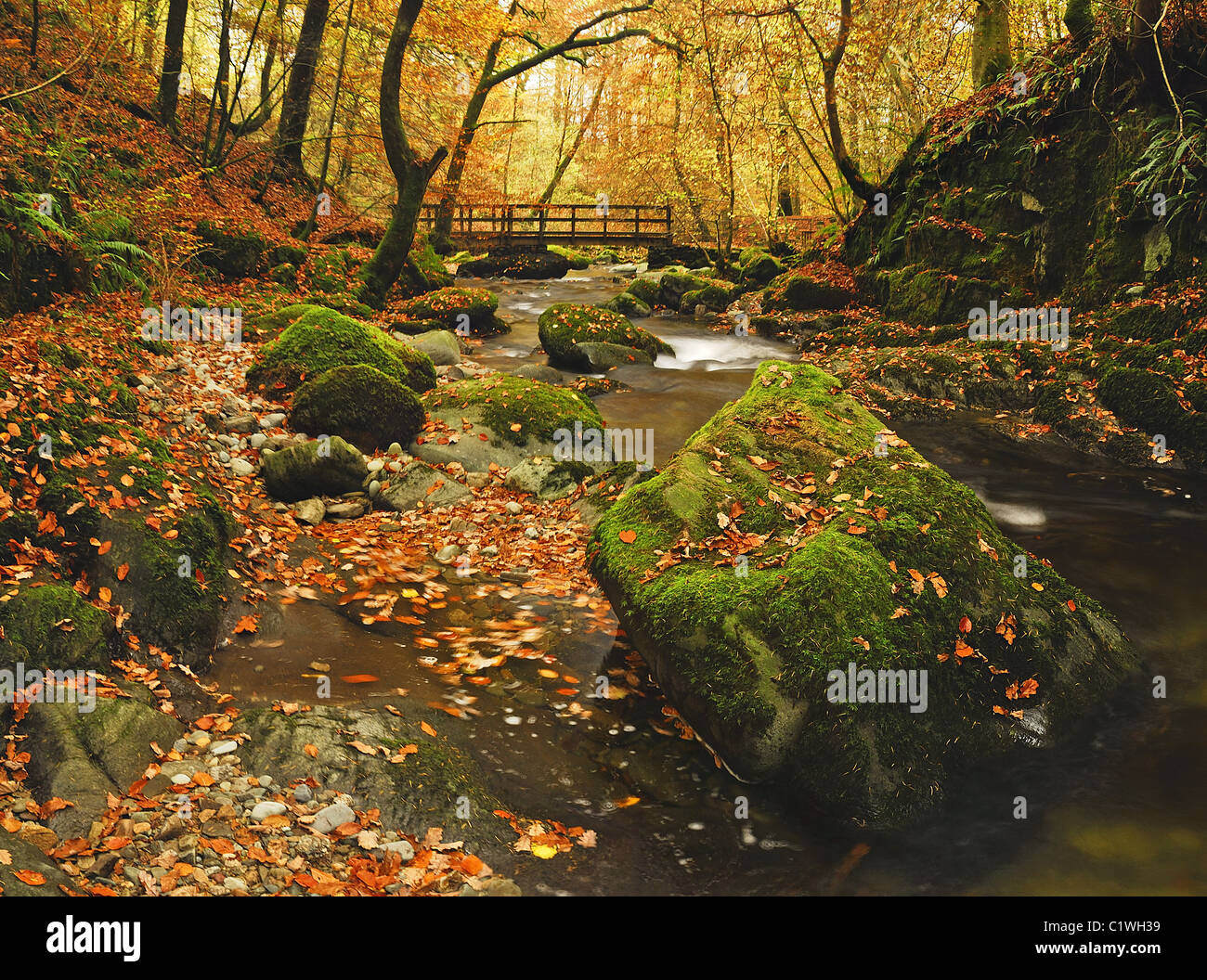 Caduto Foglie di autunno a Stockghyll. I colori del bosco nel Lake District inglese Foto Stock
