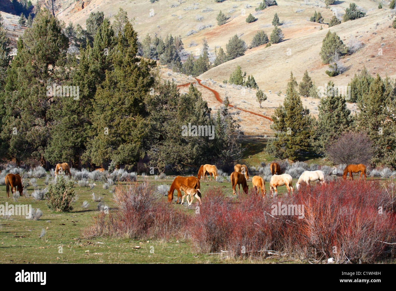 40,600.03316 una mandria di quasi selvaggi cavalli spiovente un puledro al pascolo in una alta valle del deserto con alberi di ginepro, sagebrush e un verde prato erboso. Foto Stock 40,600.03316 una mandria di quasi selvaggi cavalli spiovente un puledro al pascolo in una alta valle del deserto con alberi di ginepro, sagebrush e un verde prato erboso. Foto Stock