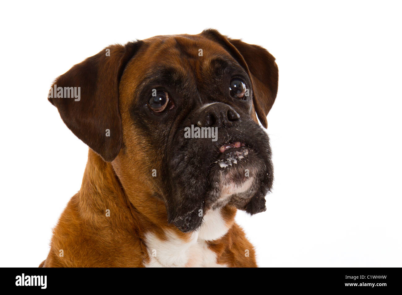 Cane del pugile Foto Stock
