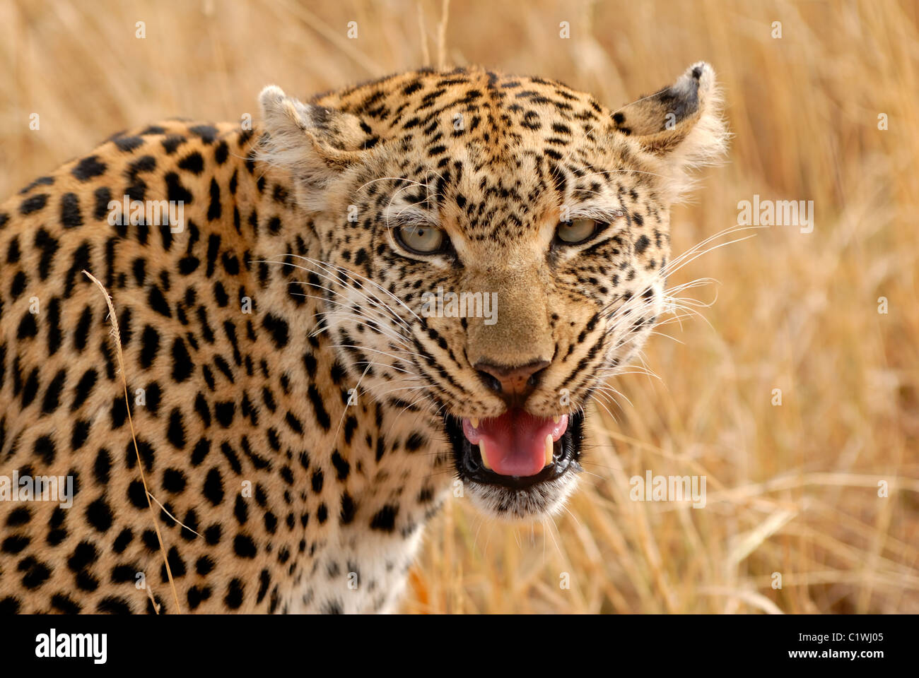 African femal leopard profumo segnando il suo territorio. Foto Stock