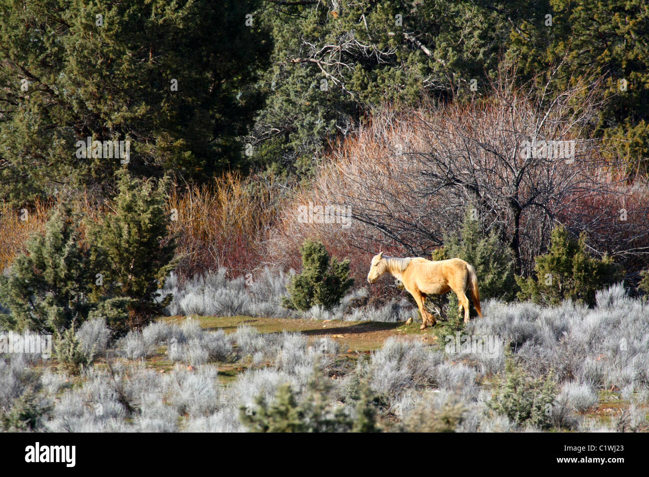 40,600.03310az cercando triste, scorrere verso il basso e squallida, un vecchio cavallo palomino mare sorge in un high desert prato pascolo. Foto Stock 40,600.03310az cercando triste, scorrere verso il basso e squallida, un vecchio cavallo palomino mare sorge in un high desert prato pascolo. Foto Stock