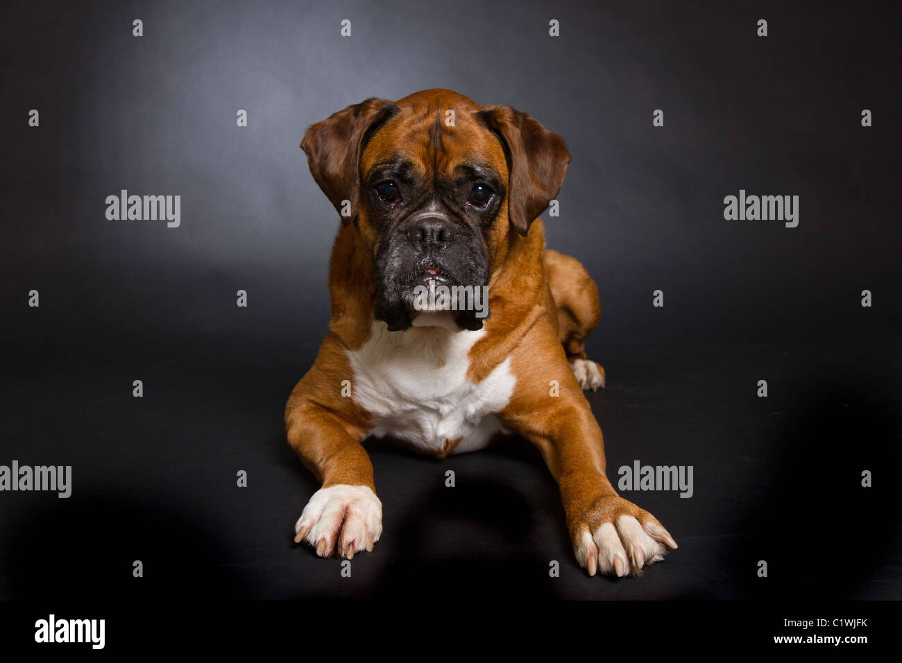 Cane del pugile Foto Stock