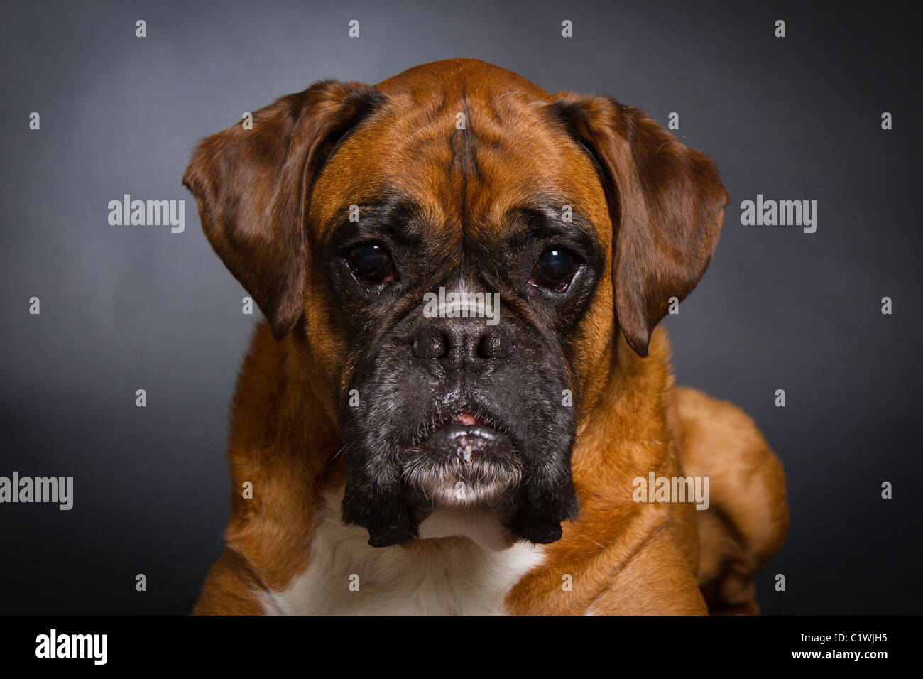 Cane del pugile Foto Stock