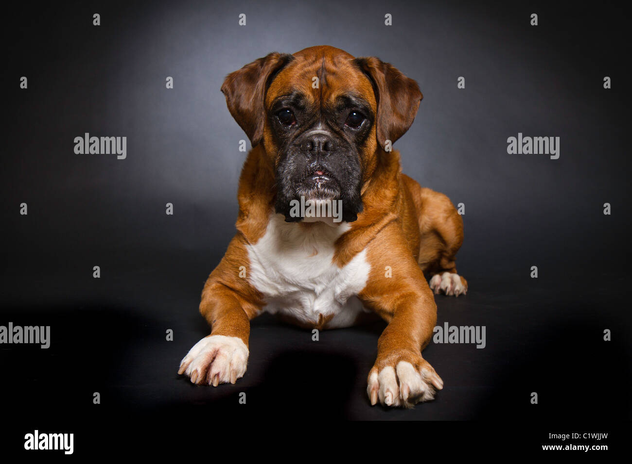 Cane del pugile Foto Stock