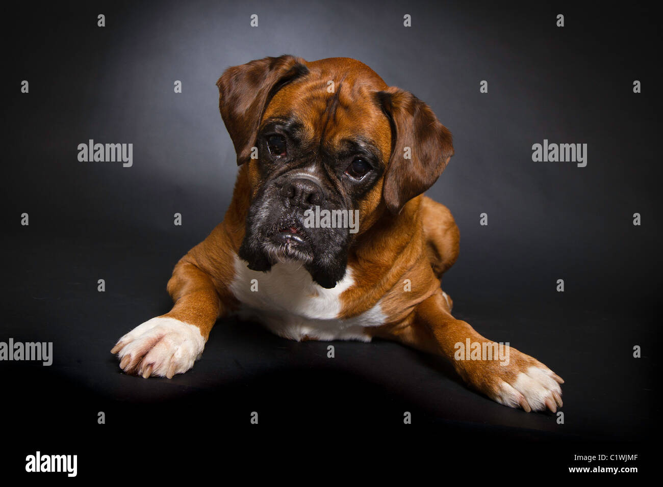 Cane del pugile Foto Stock