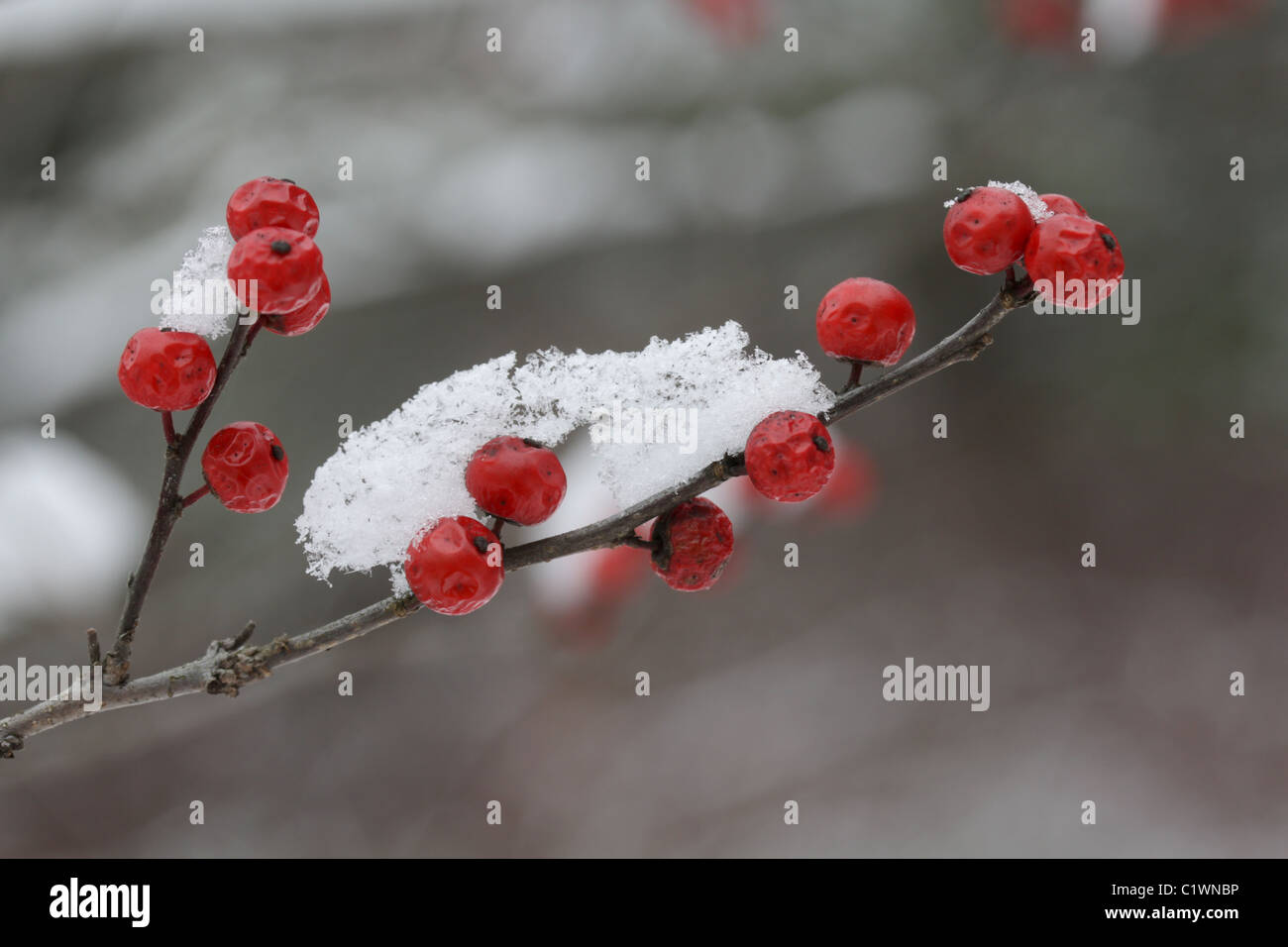 Frutto di American winterberry (Ilex verticillata) con la neve in inverno. Foto Stock