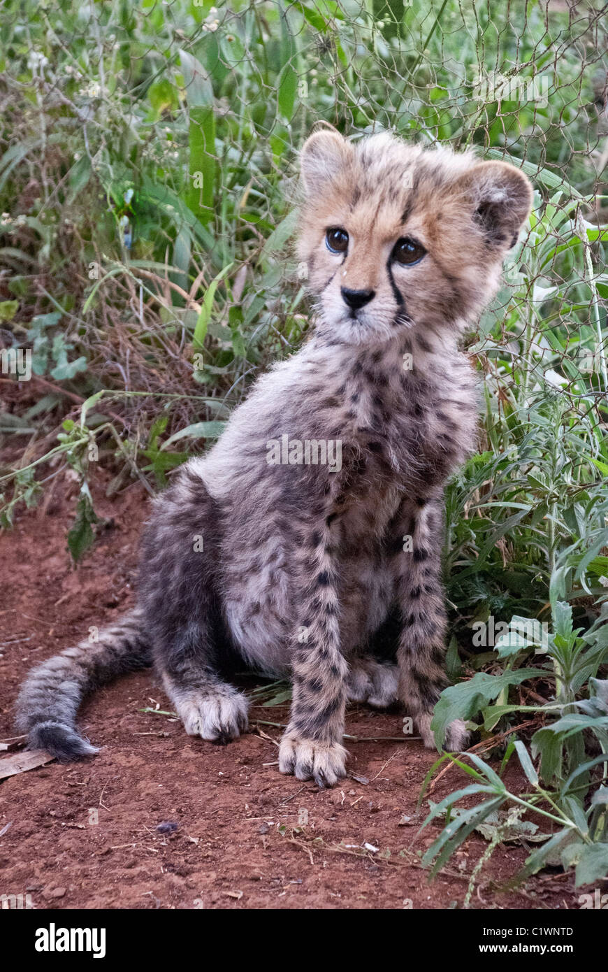 Cheetah orfano Cub Acinonyx jubatus, Zoo al Parco Nazionale di Nairobi, Kenya, Africa Foto Stock