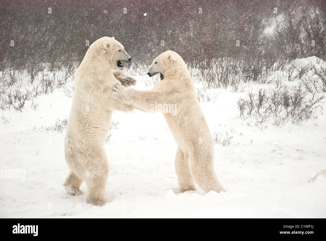 Gli orsi polari, Ursus maritimus, giocare a combattimenti, Churchill, Manitoba, Canada Foto Stock