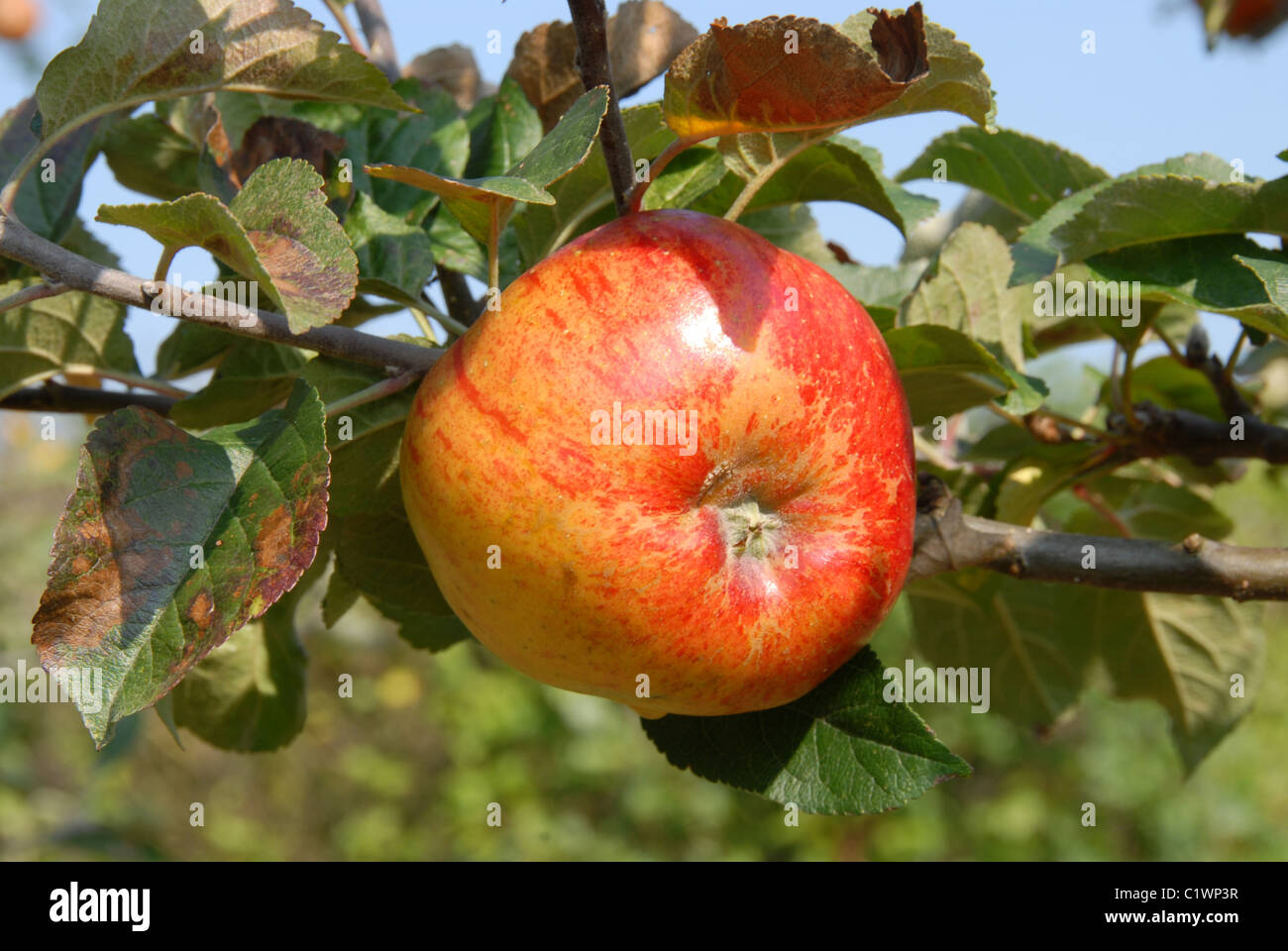 Apple 'Jonathan' Foto Stock