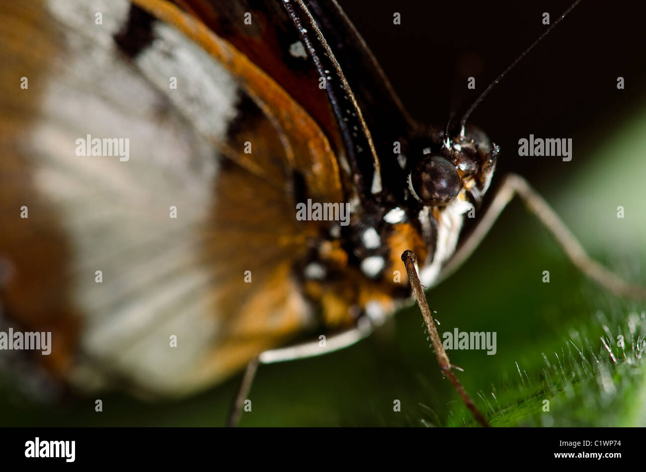 Foto di una femmina di grande Eggfly farfalla della famiglia Nymphalidae. Ha trovato nel sud-est asiatico e Australia. Foto Stock