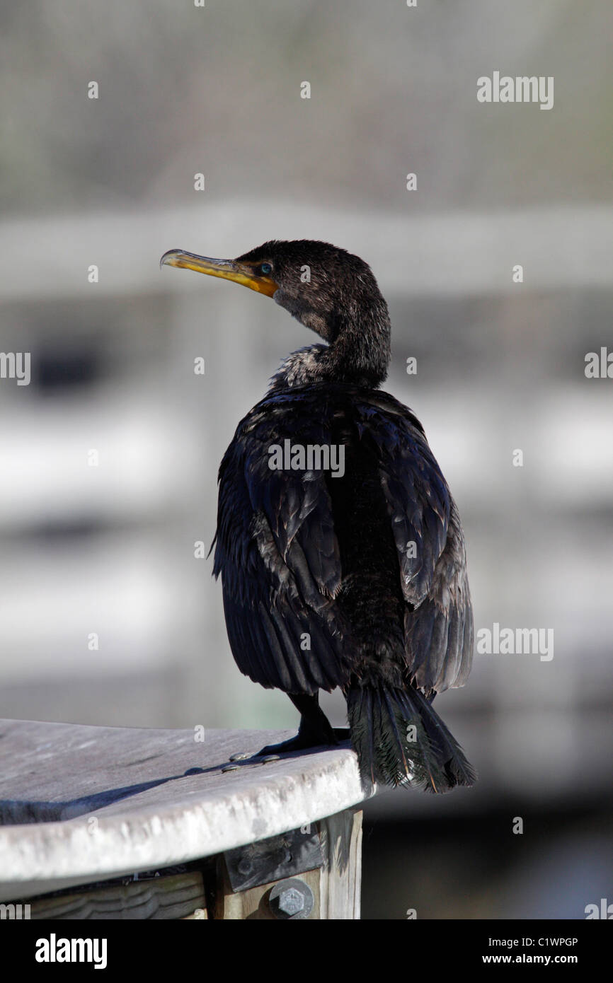 Double-crested cormorano (Phalacrocorax auritus) seduto su una ringhiera a Anhinga Trail, Everglades National Park, Florida Foto Stock