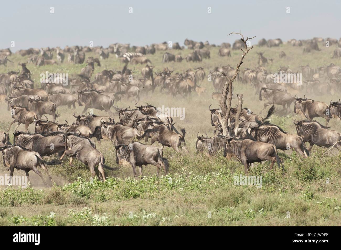 Foto di stock di una mandria di gnu in esecuzione attraverso il corto-erba pianure del Serengeti ecosistema. Foto Stock
