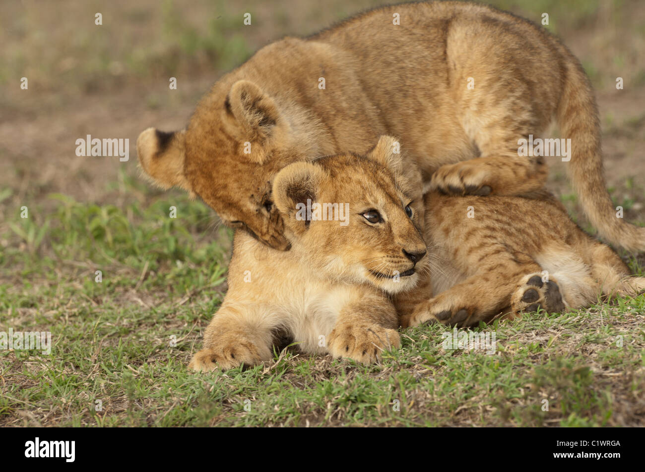 Stock Foto di due cuccioli di leone di wrestling. Foto Stock