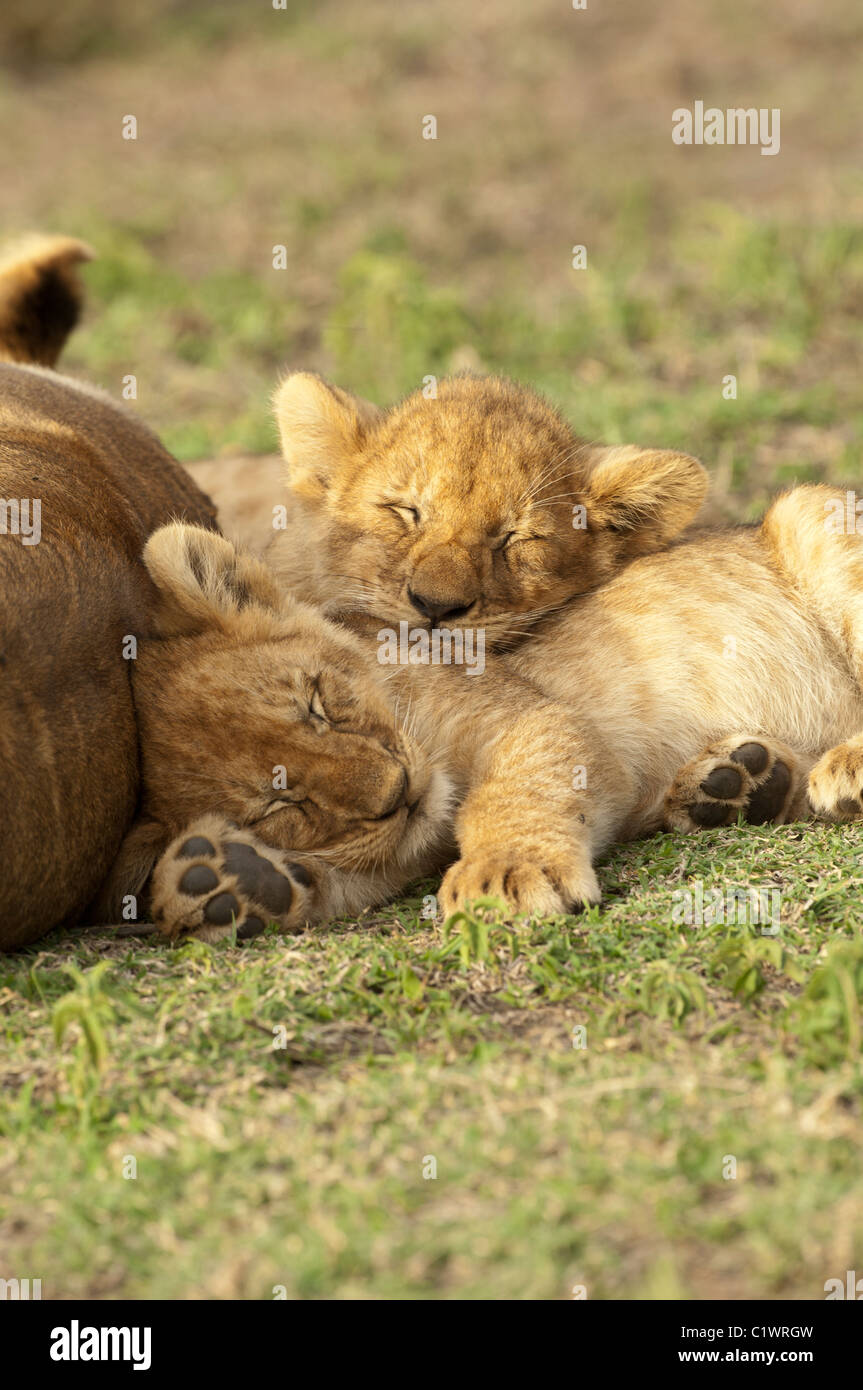 Stock Foto di due cuccioli di leone a riposo dietro la loro mamma. Foto Stock