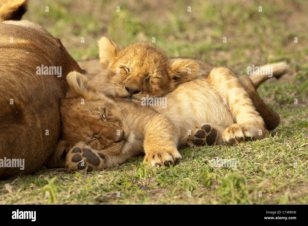 Stock Foto di due lion cubs suono addormentato, coccolati fino dietro la loro mamma. Foto Stock