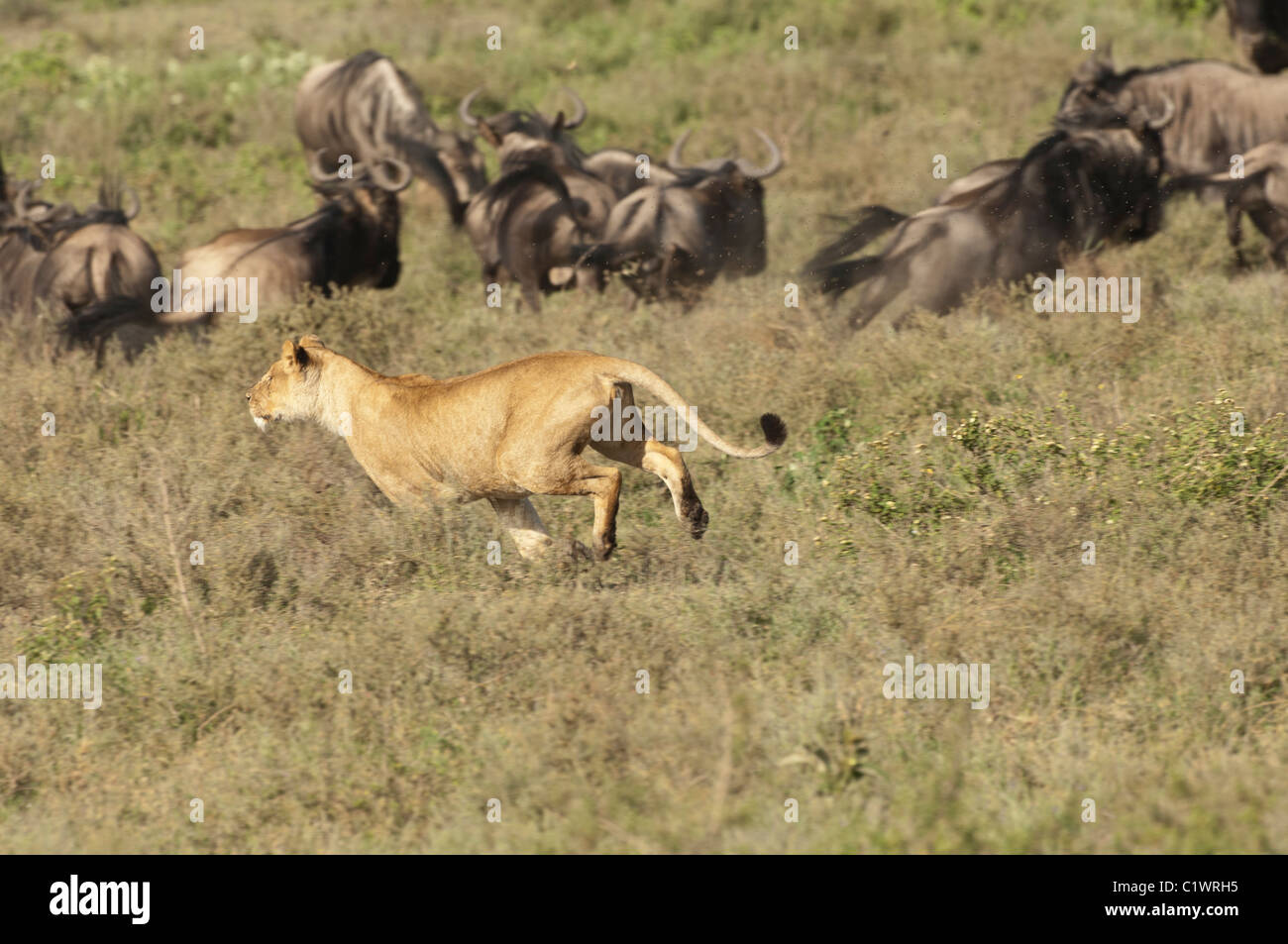 Foto di stock di una leonessa a caccia di un gruppo di GNU. Foto Stock