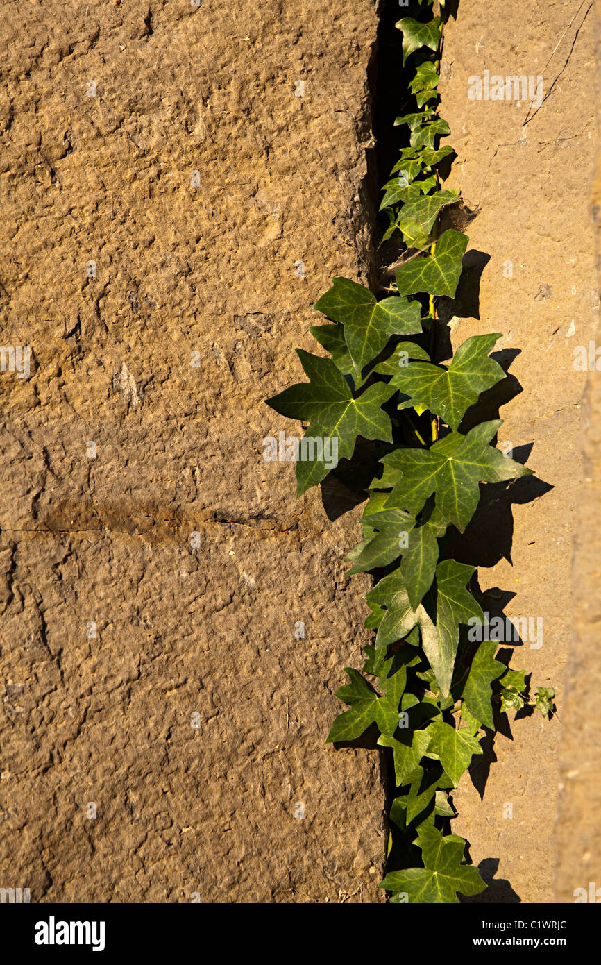 Ivy crescente a crack in basalto colonnare Sant Joan les Fonts Garrotxa Catalunya Spagna Foto Stock
