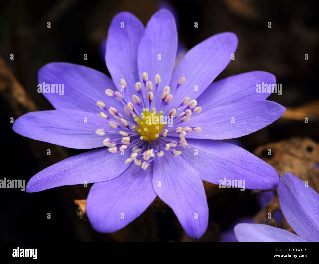 Liverwort blu fiore di primavera close up Hepatica nobilis Foto Stock
