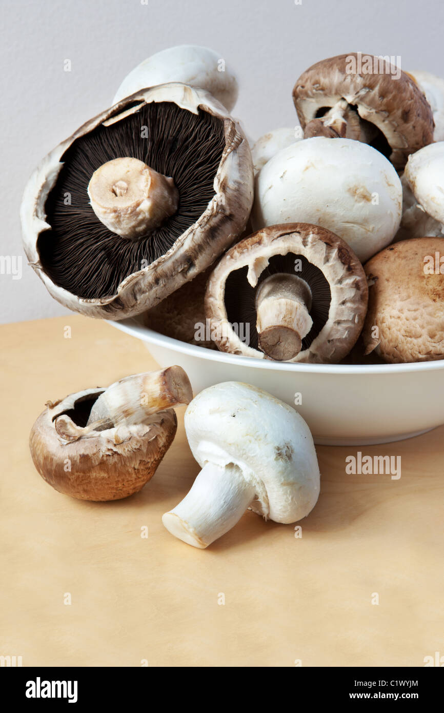 Funghi Foto Stock