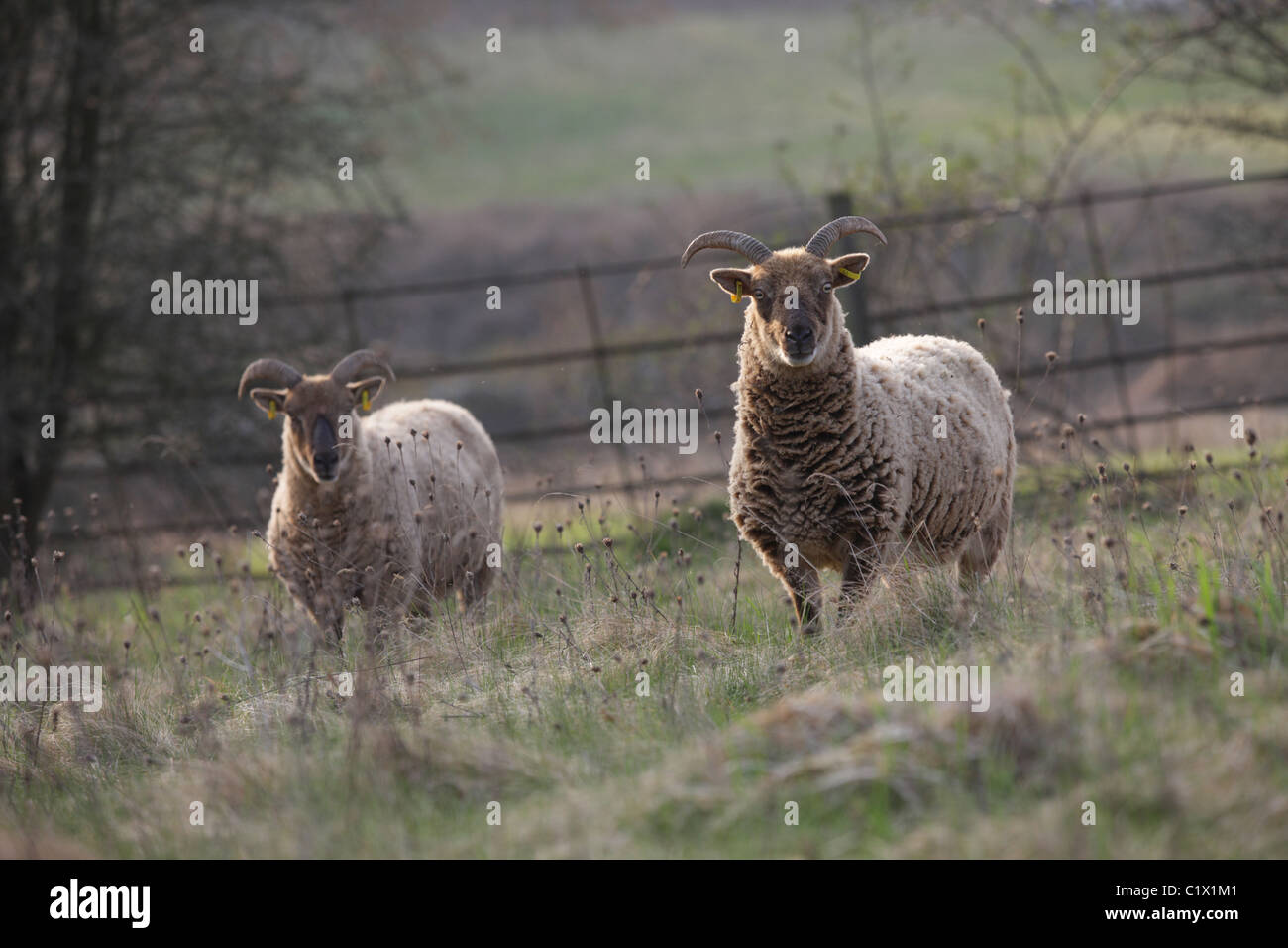 Castlemilk Moorit rare pecore di razza Foto Stock