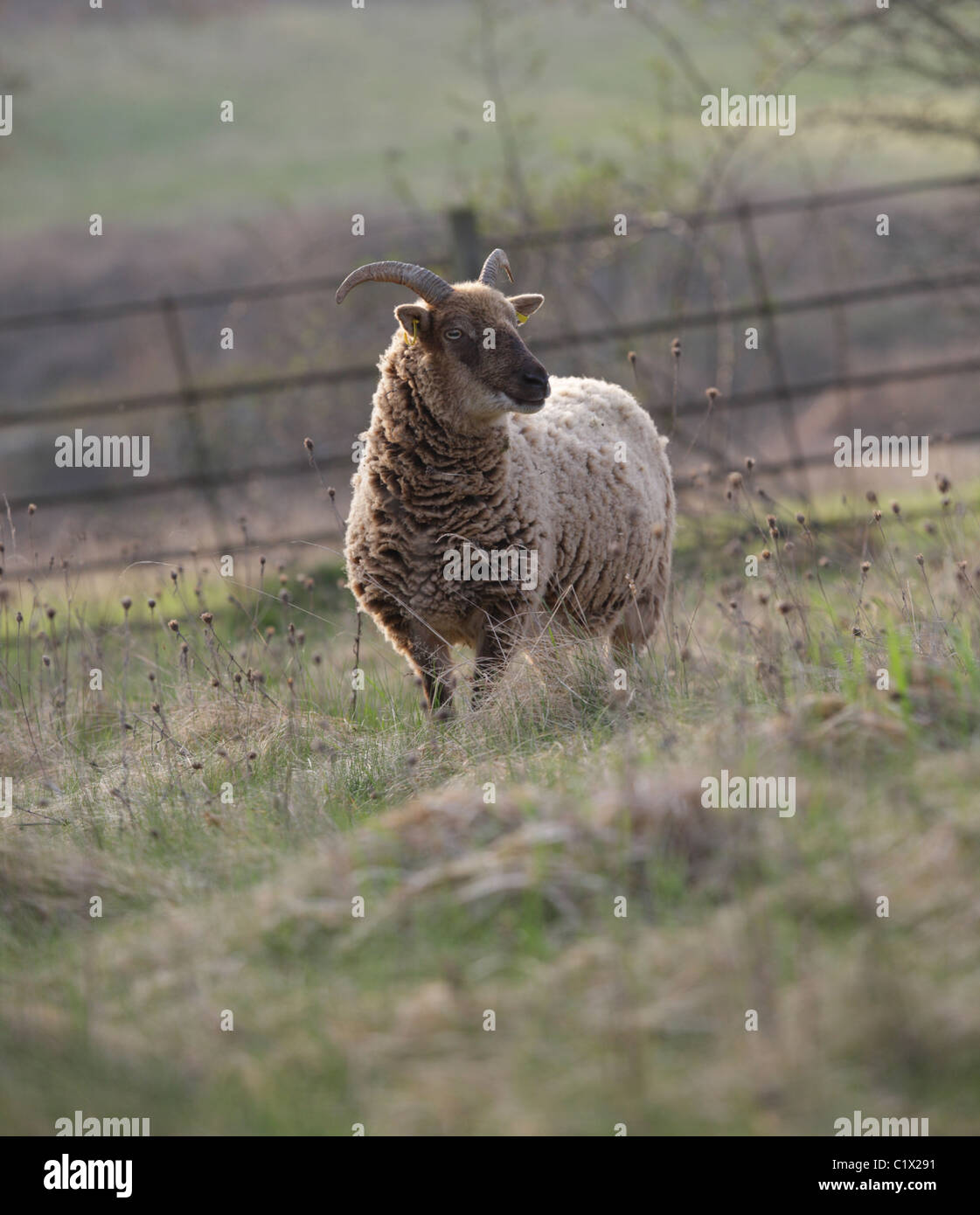 Castlemilk Moorit rare pecore di razza Foto Stock