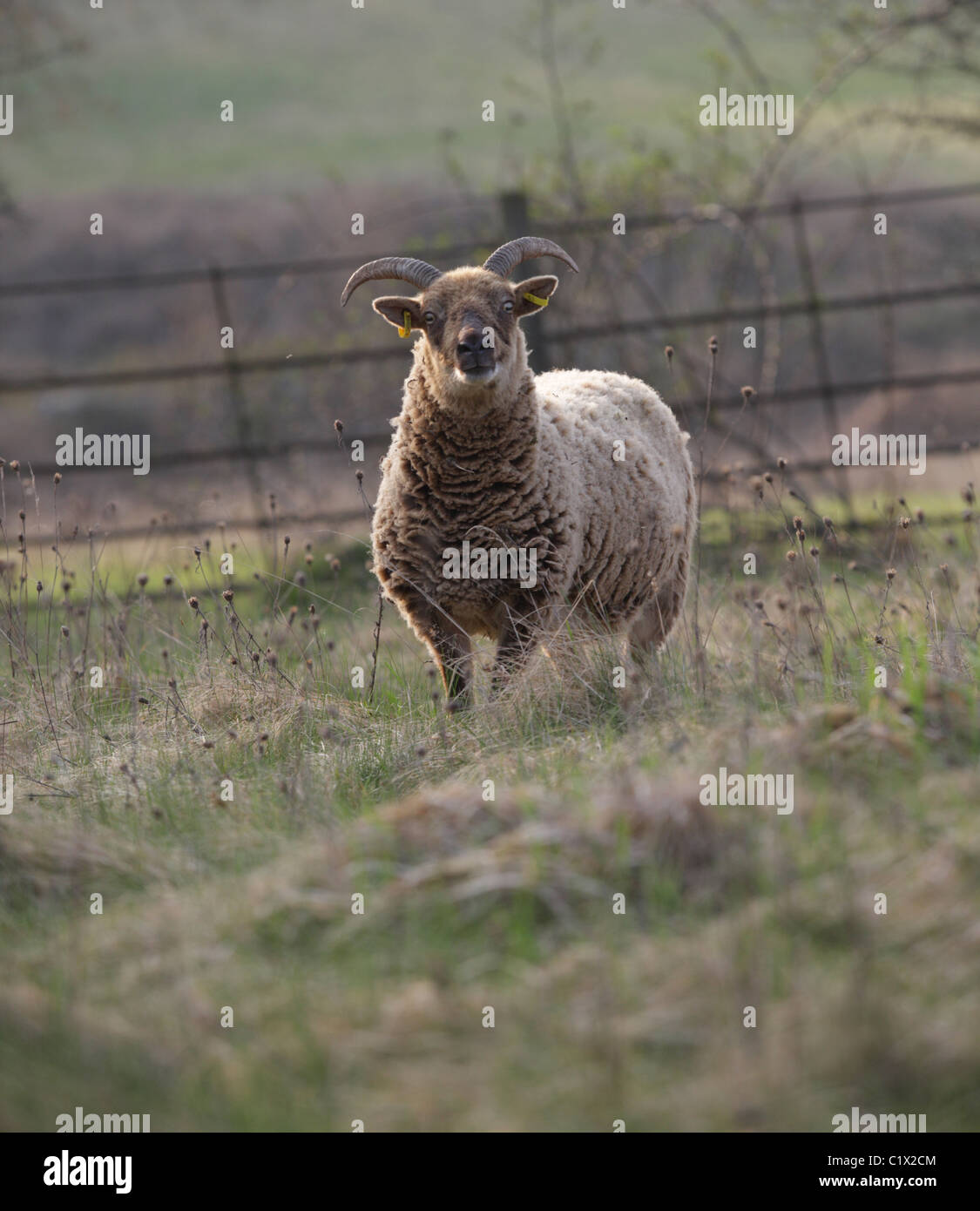 Castlemilk Moorit rare pecore di razza Foto Stock