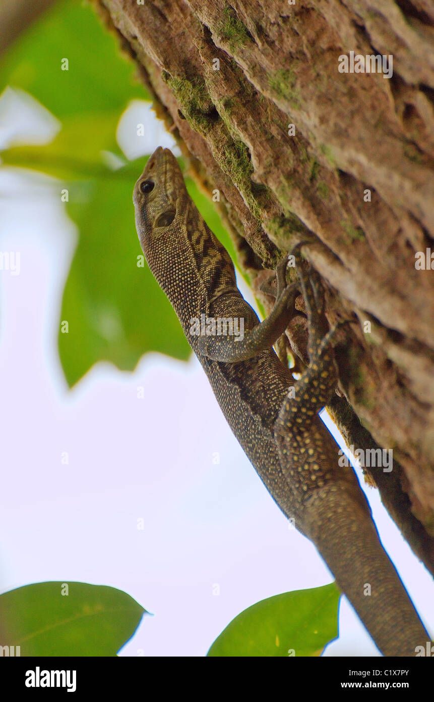 Varani, biawak (Varanidae). Malaysia Foto Stock