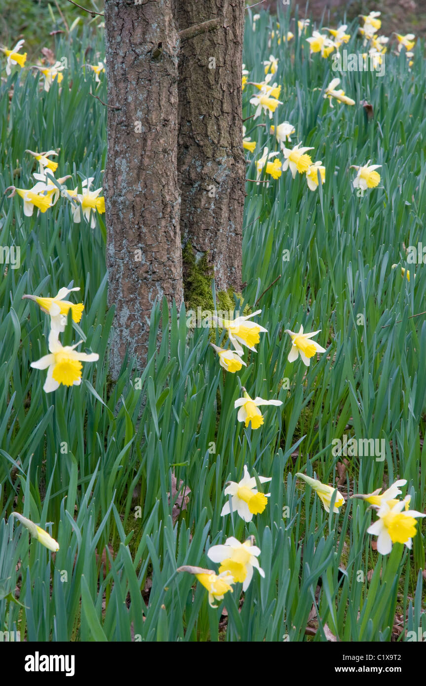 I narcisi selvatici (Narcissus pseudonarcissus) in tra boschi in primavera, Nottinghamshire. Foto Stock