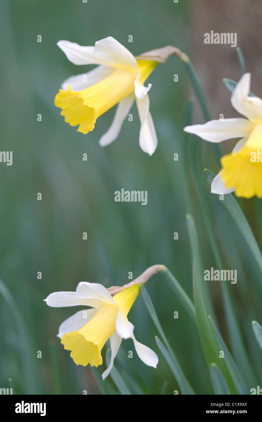 I narcisi selvatici (Narcissus pseudonarcissus) in tra boschi in primavera, Nottinghamshire. Foto Stock