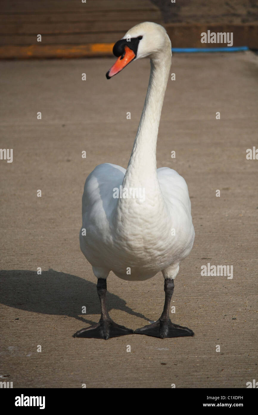 Cigno reale Foto Stock