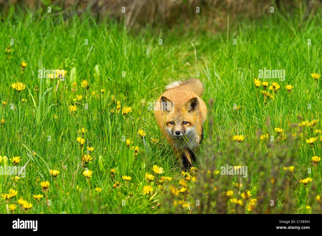 Red Fox baby in esecuzione attraverso il tarassaco Foto Stock
