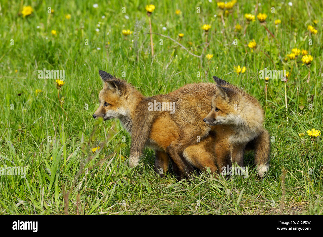 Red Fox neonati impigliato Foto Stock