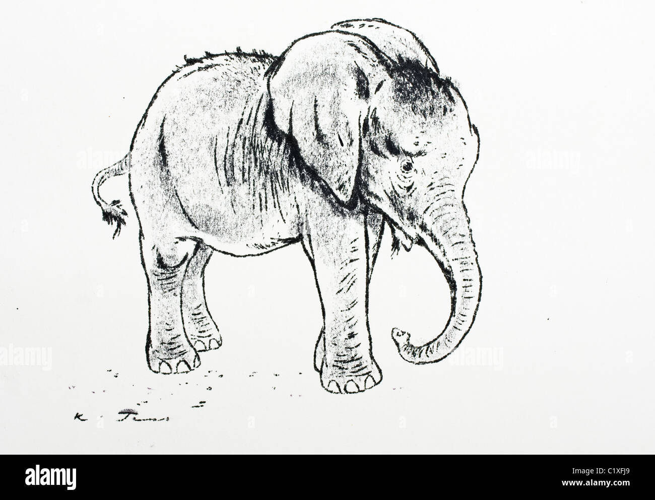 I giovani dell' elefante africano (Elephantidae Loxodonta africana) - carboncino su carta da Kurt Tessmann Foto Stock