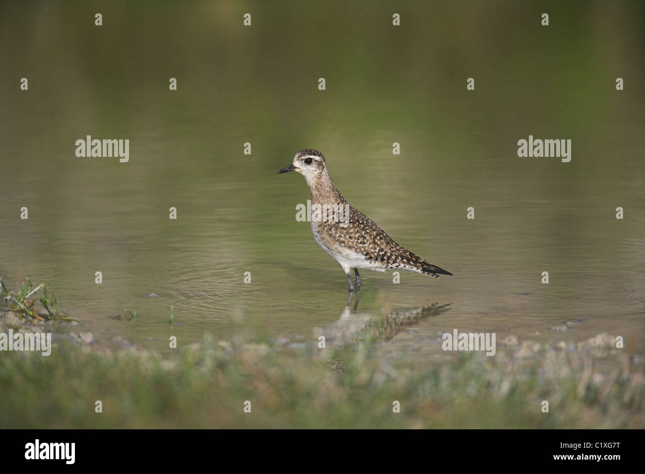 American Golden Plover Pluvialis dominica guadare in piscina sulla migrazione a Guanahacabibes, Repubblica di Cuba a marzo. Foto Stock