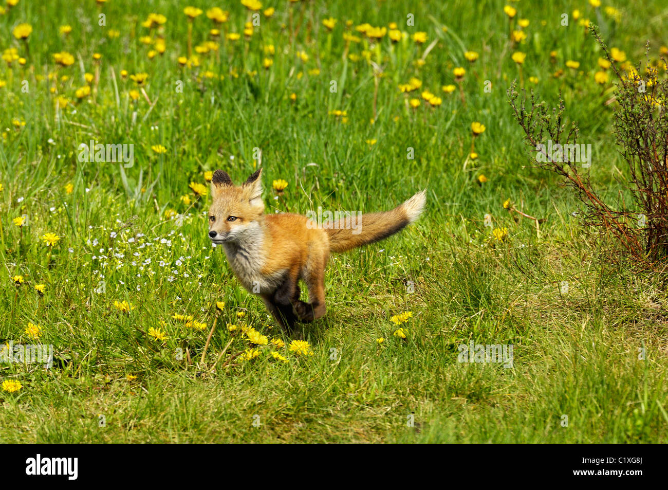 Un giovane volpe rossa corre Foto Stock
