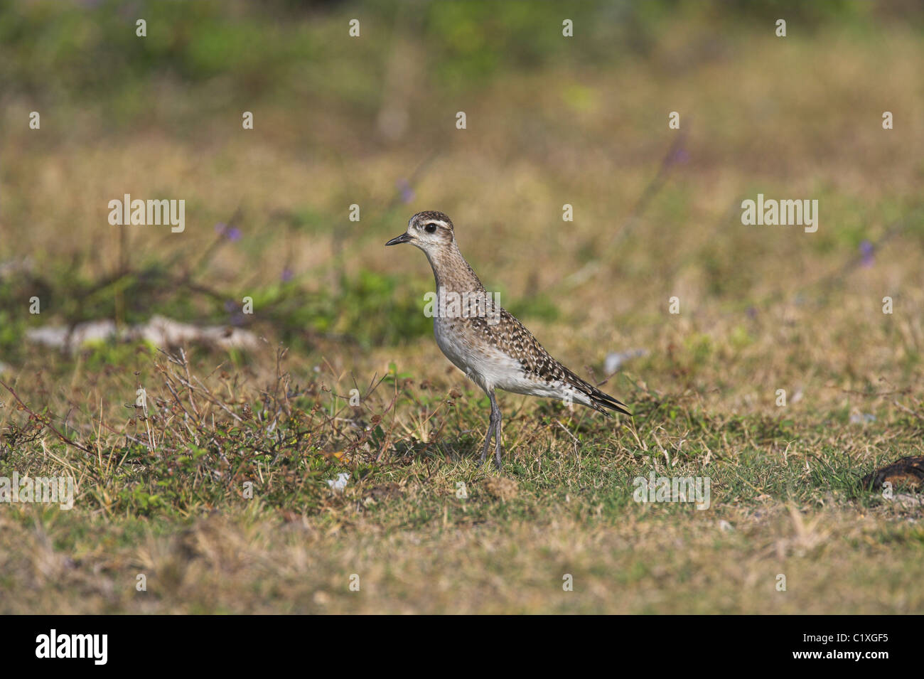American Golden Plover Pluvialis dominica sulla migrazione a Guanahacabibes, Repubblica di Cuba a marzo. Foto Stock