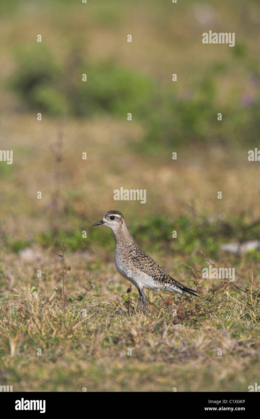 American Golden Plover Pluvialis dominica sulla migrazione a Guanahacabibes, Repubblica di Cuba a marzo. Foto Stock