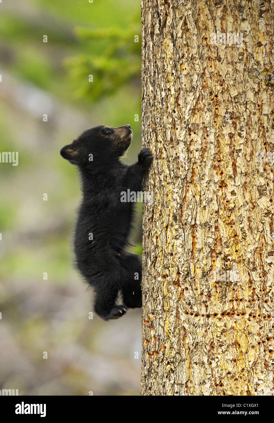 Baby orso nero sale su un albero Foto Stock
